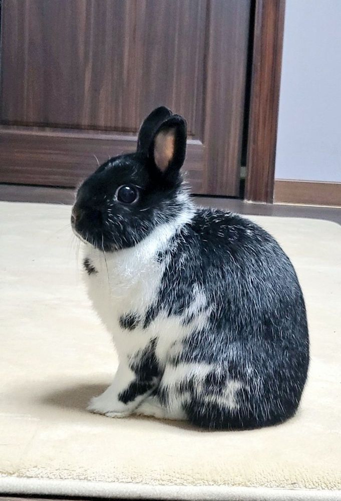 a black and white bunny with short ears sitting on a white carpet. in the background is a dark brown door and a light blue wall