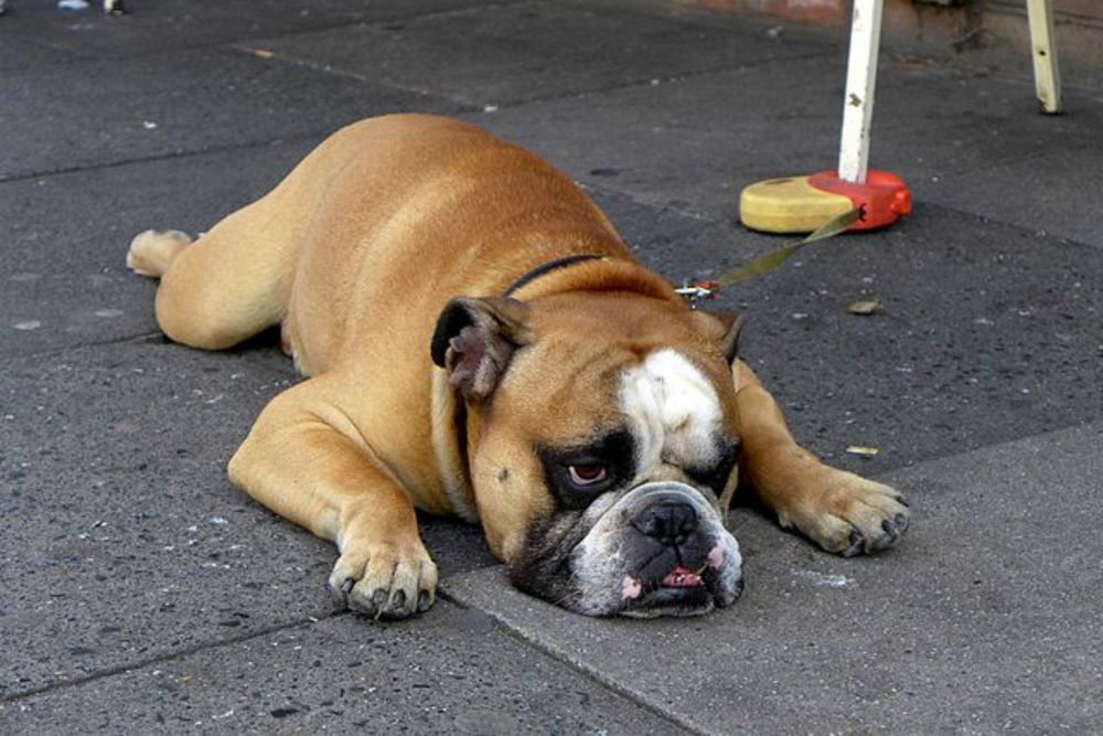 Splooting - Wikipedia