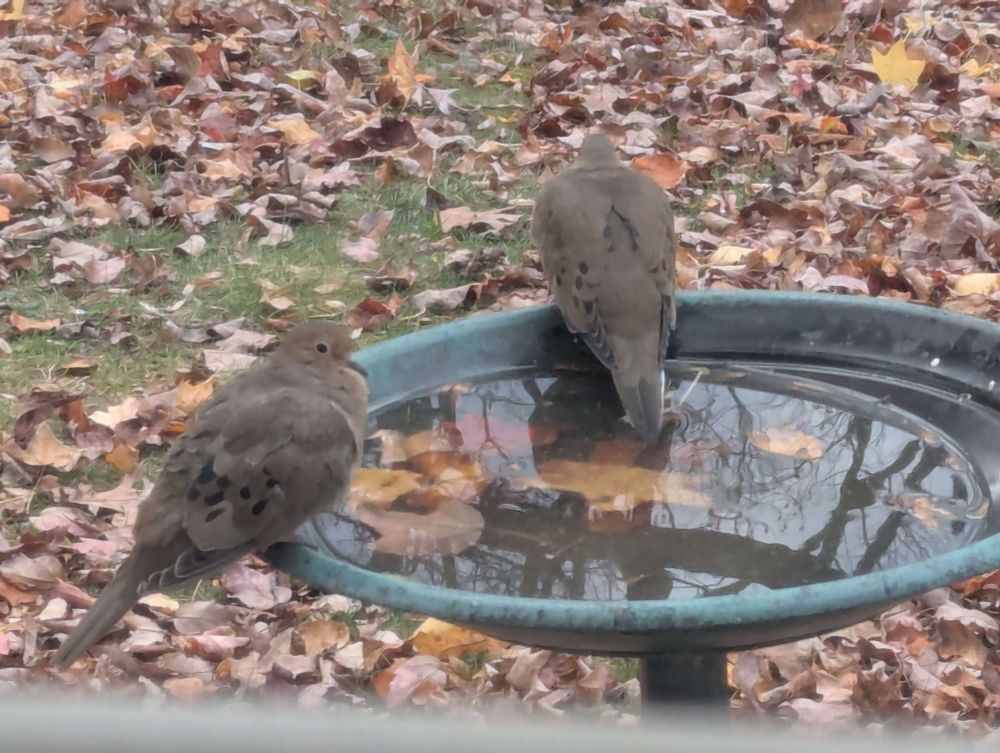A pair of mourning doves perched on the edge of a birdbath in a leaf-strewn yard. 