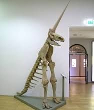 It's a bonkers skeleton. So basically, it's a big long tail, some legs and a head that all just like connect together at the hips. It also has a massive horn on the skull.