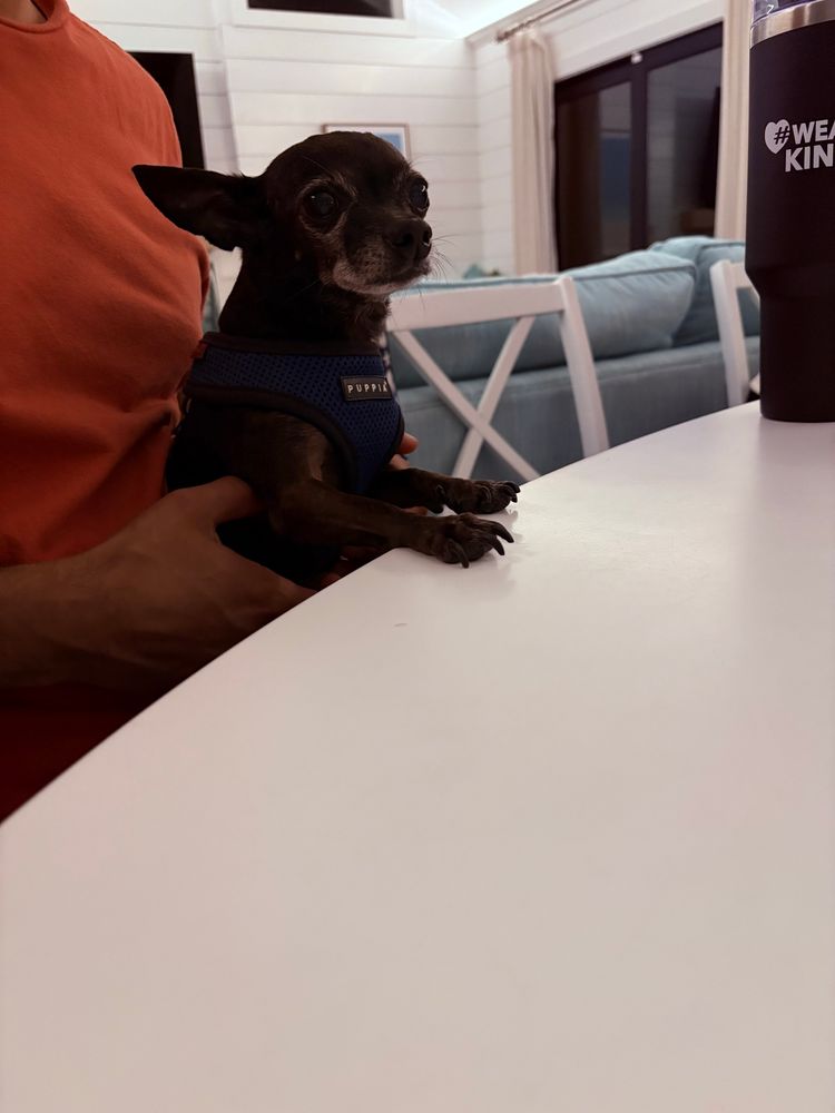 the dog turns to look at u
