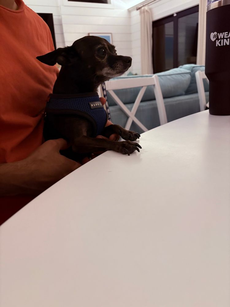 a black chihuahua mix, paws on a white table, looking expectant 
