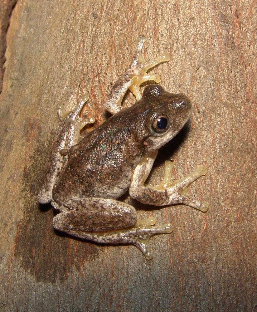 Photo of a brown tree frog (Pengyilleyia peronii) on a brown tree trunk.