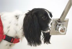 Medical detection dog sniffing scent training swab