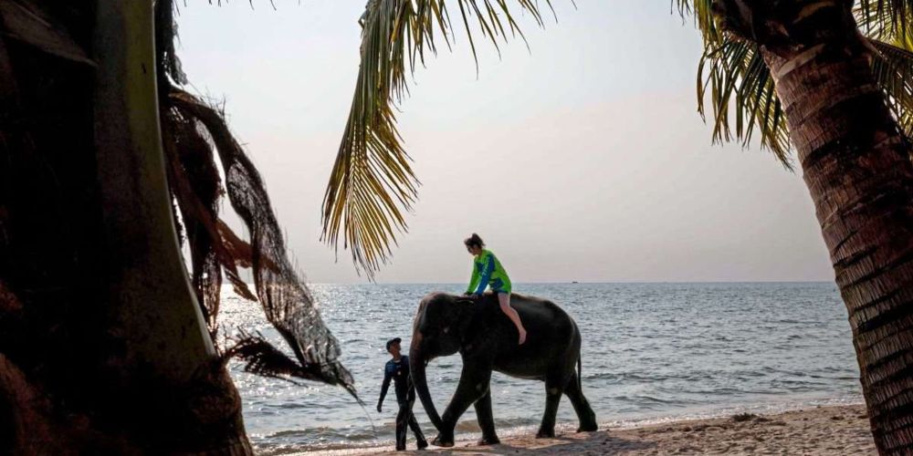 Mit Elefanten baden und Koalas streicheln: Welche Alternativen es zum gar nicht harmlosen Tiertourismus gibt