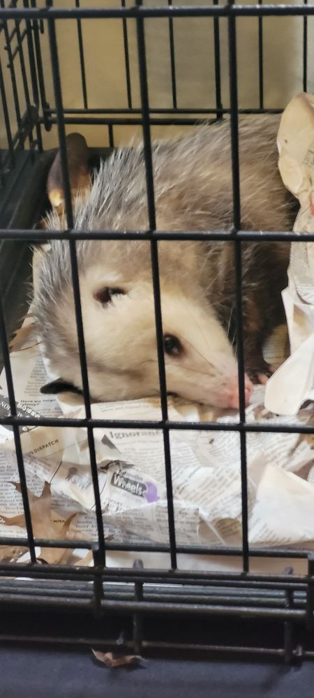 A picture of a caged possum. They were at the charity booth at AnthOhio and appeared well cared for