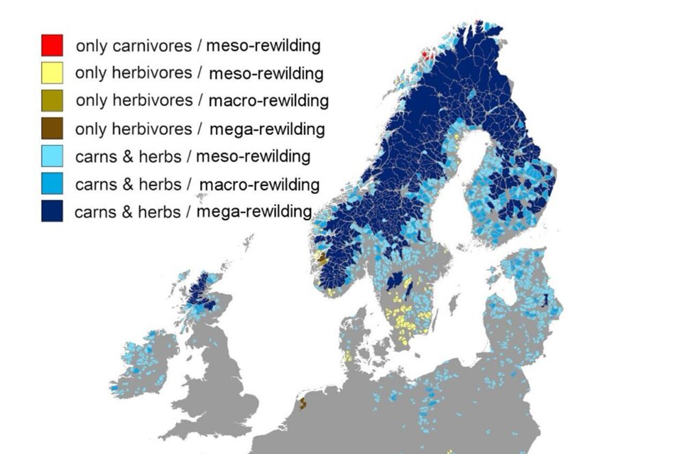 Nearly 25% of European landscape could be rewilded, say researchers