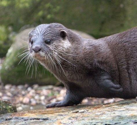 Cropped photo of an otter at Martin Mere