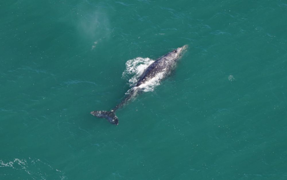 Rare gray whale, extinct in the Atlantic for 200 years, spotted near Nantucket