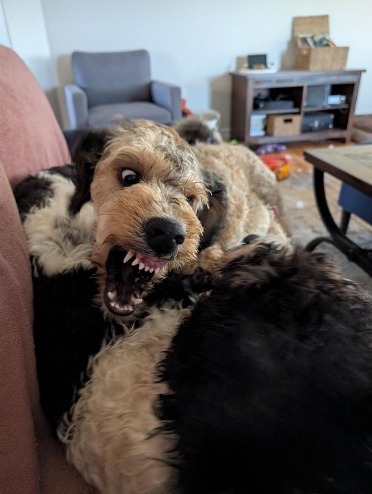 Alfie the blonde Poodle-Setter is making the most evil face while playing with Ollie the black and white laberdoodle. 