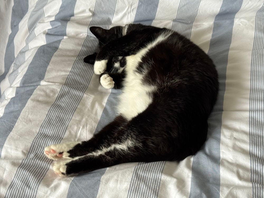 Fred, a tuxedo cat, on the bed with a paw over his eyes