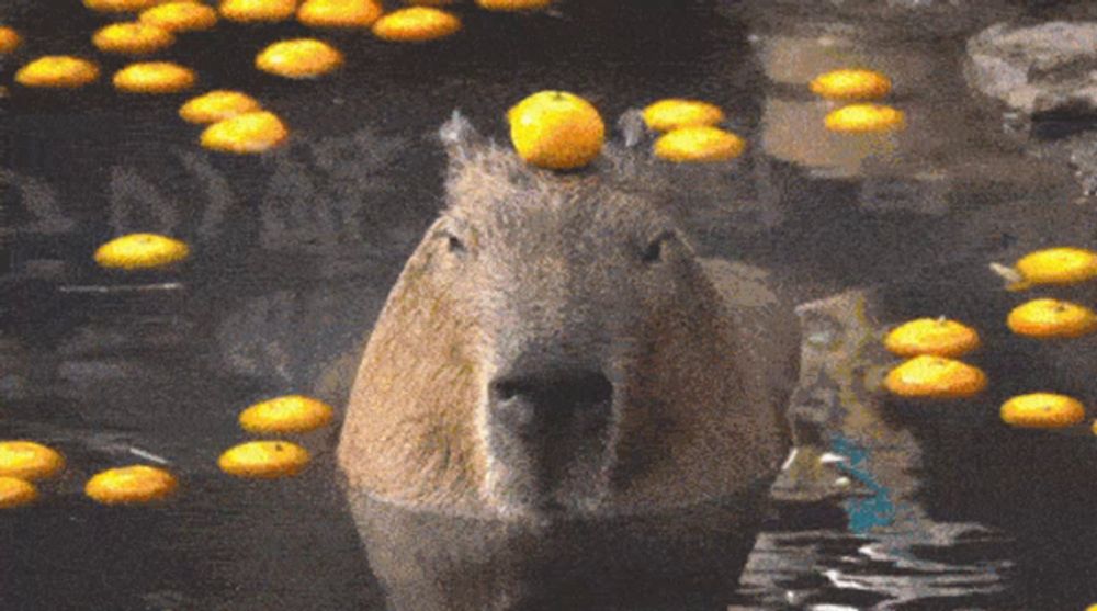 a capybara with a lemon on its head is surrounded by yellow oranges