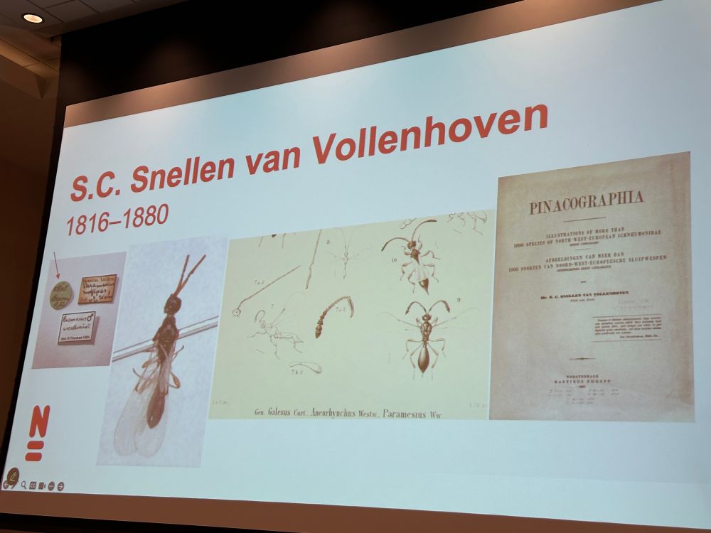 Very tiny 19th century wasp specimens