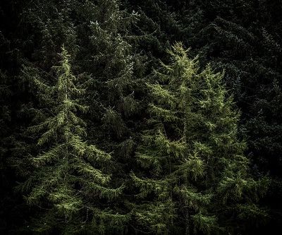 Two two lighter green pine or spruse trees in front of darker green pine or spruse trees in the background. 