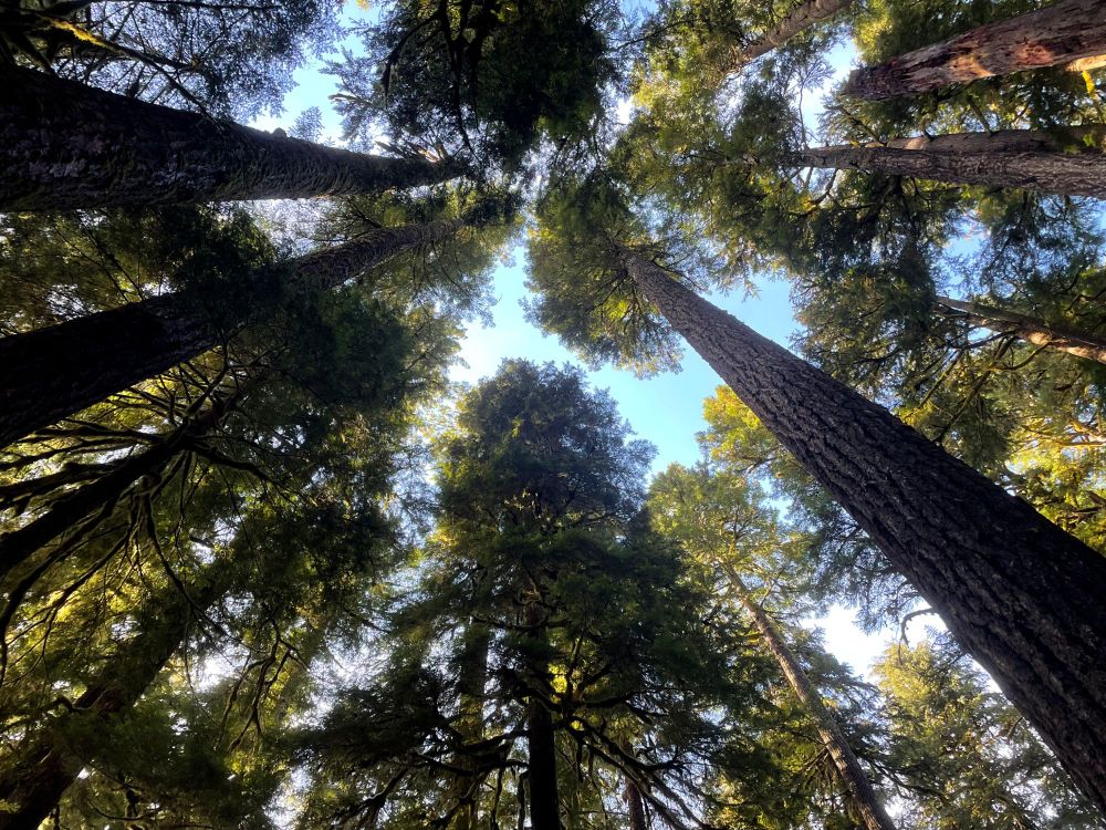 Shot of towering temperate rain forest canopy in the afternoon. 