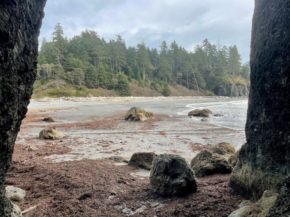 Objective complete. I've located a suitable lair on abbey Island. Turns out I was a sea monster the entire time! A view from a fissure on a small island looking back on the forest shore of Ruby Beach. Boulders and dead seaweed litter the sand.