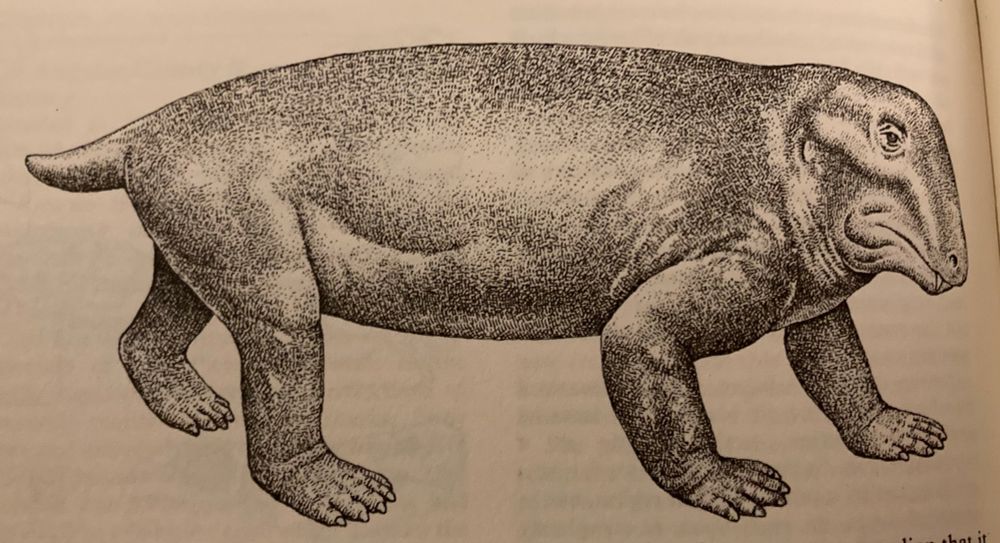Mammal-like reptile 