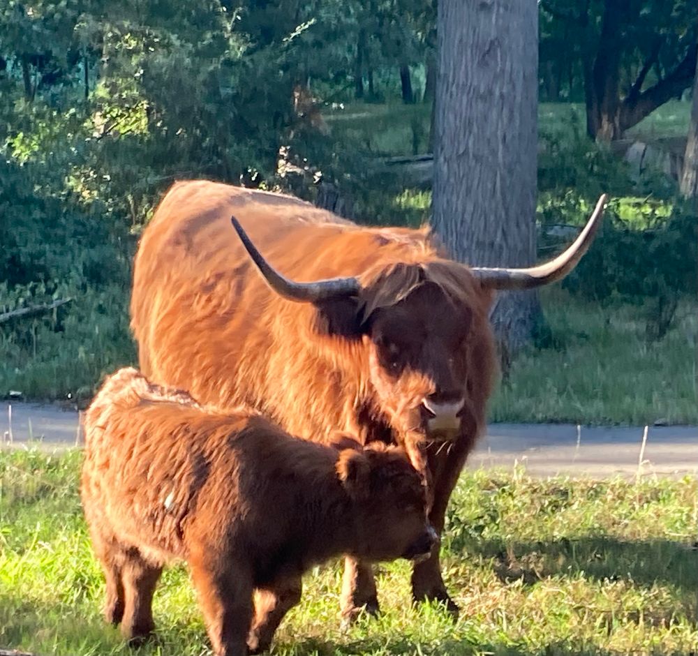 Highlander cow and calf 