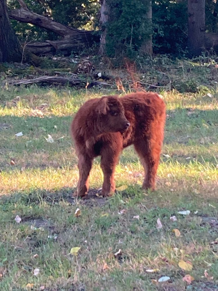 Highlander calf 