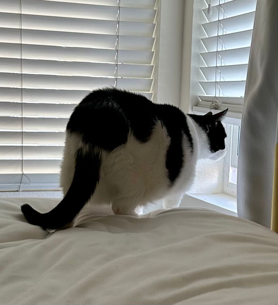Chubby black and white cat looks intently out a window, guarding her person who is in bed recovering from surgery. Such a good girl!