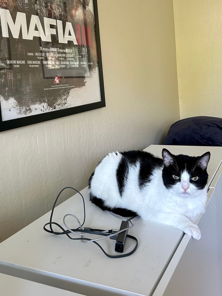 A black and white cat sits on a cabinet with one paw very slightly dangling over the cabinet door while making expressionless eye contact 