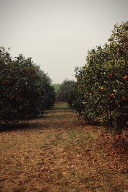Citrus orchard