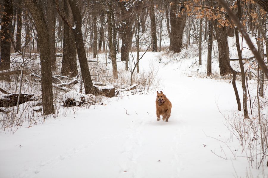 dog running on snowy path