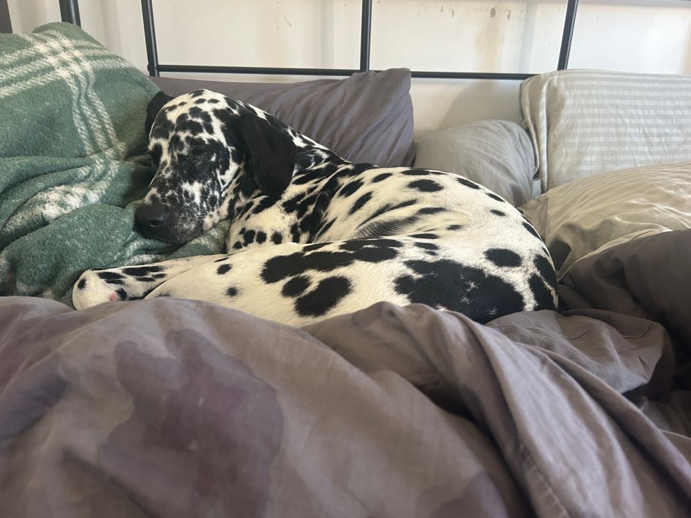 The picture shows a black and white Dalmation lying on a grey blanket with his head on a green pillow. His eyes are closed and he is comfortable and sleeping. 