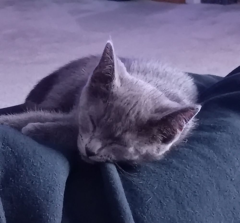 Gray kitten 