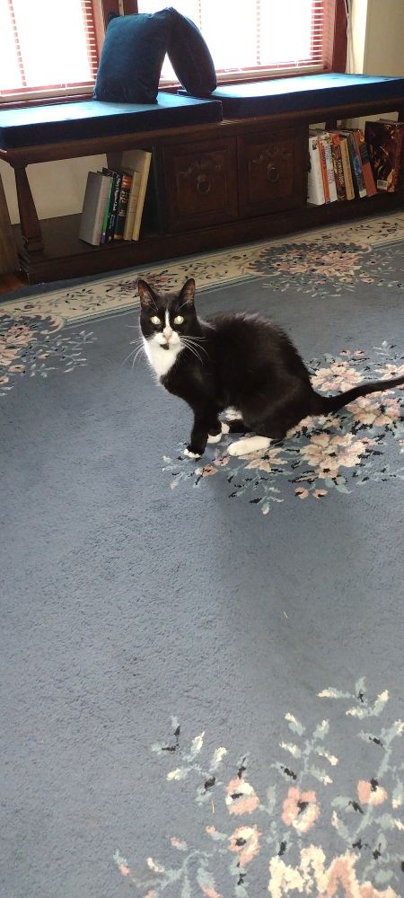 Soleil the Tuxedo cat. 