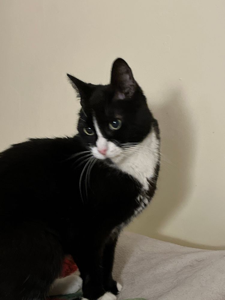 Soleil the tuxedo cat. So well dressed! 