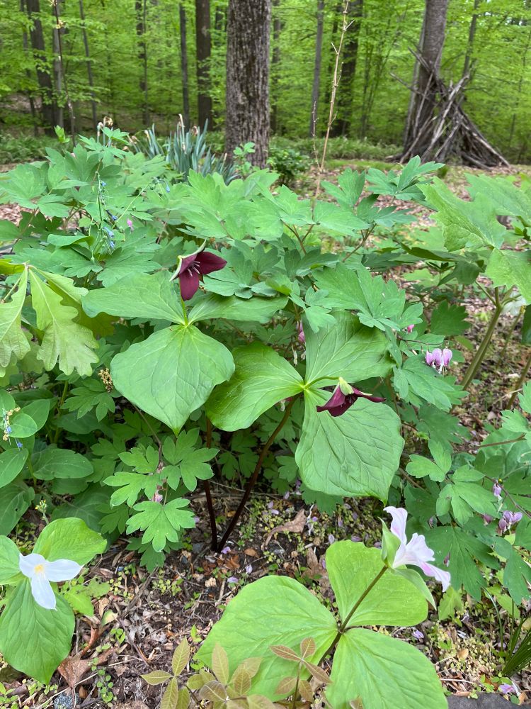 Purple trillium 