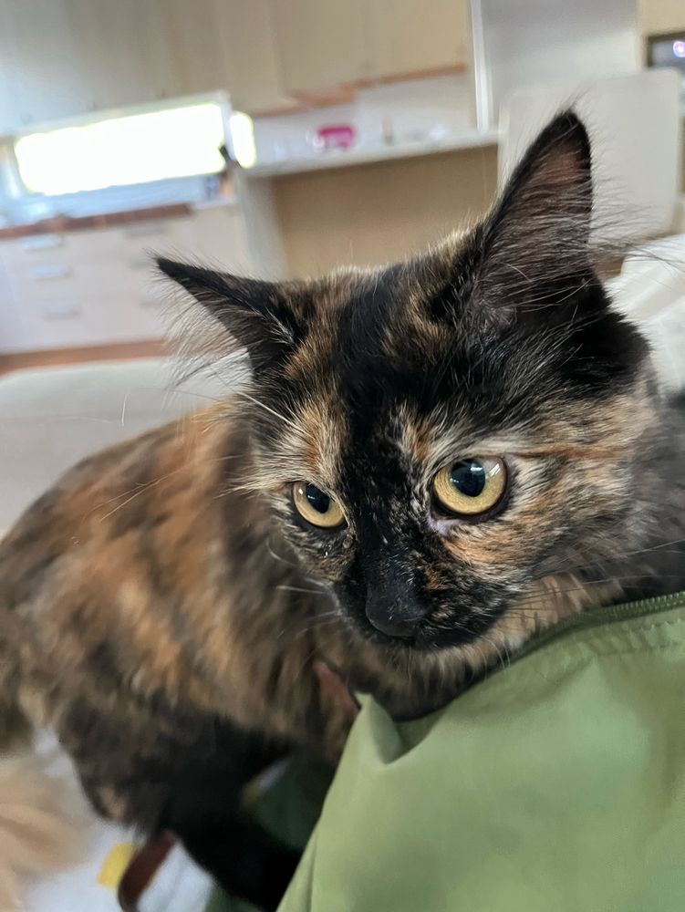 Tortie kitten 