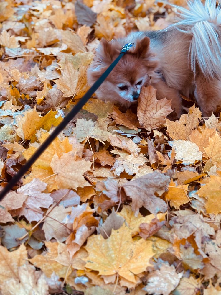 The same dog smelling leaves at a different angle. 