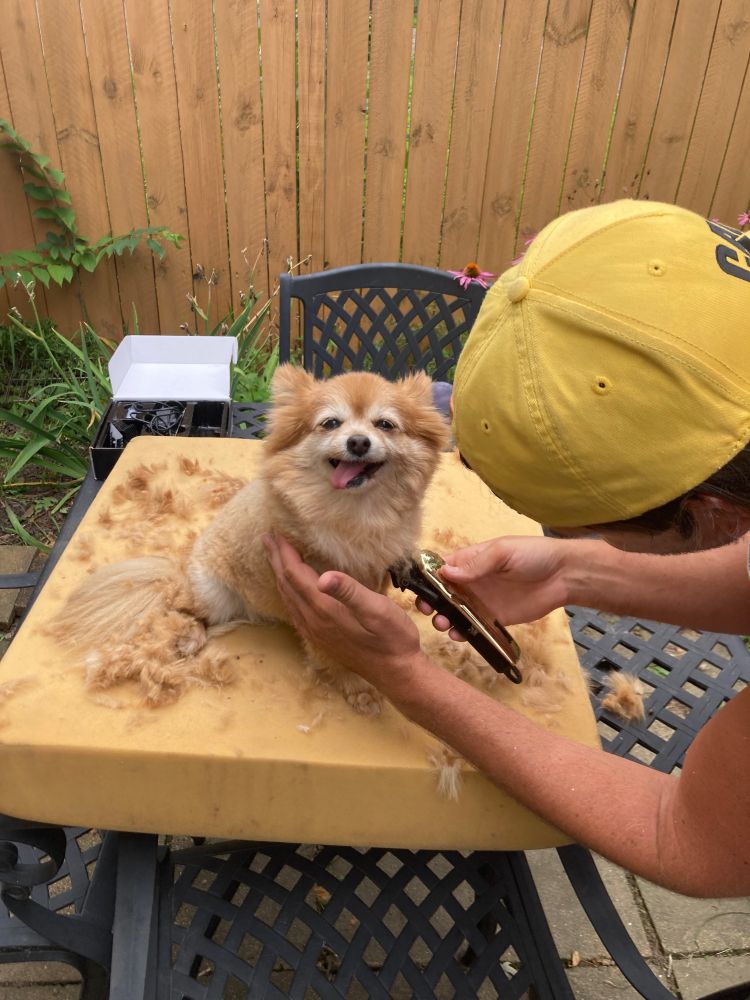 A little orange dog getting her haircut while sitting on a table outside. Her eyes are squinty and her tongue is out
