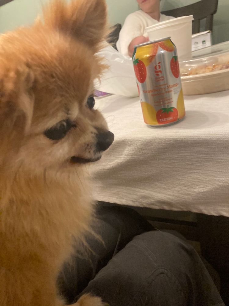 A tiny little orange teddy bear looking dog with her lips curled back in a snarl. She has no teeth