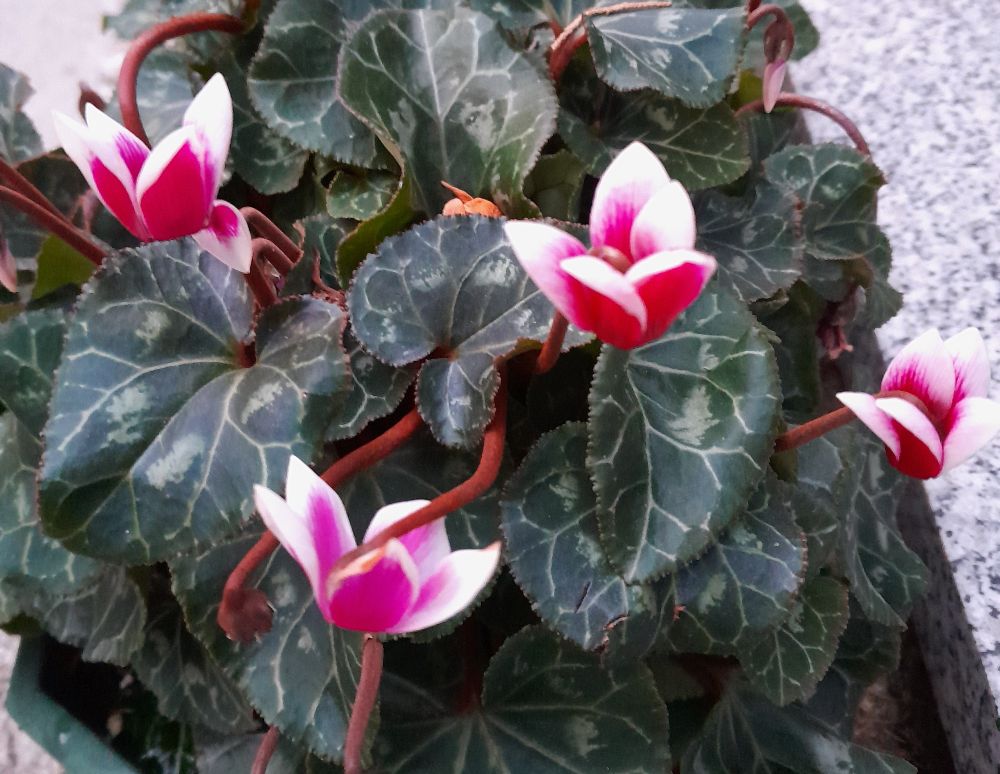Cyclamen rouge et blanc 