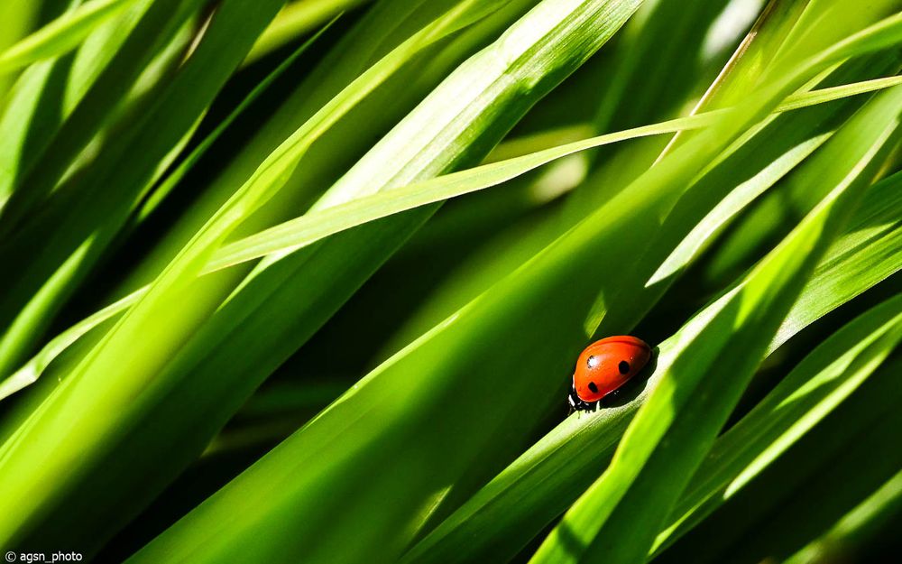 Marienkäfer sitzt auf einem grünen Blatt mit langen, schmalen Blättern im Hintergrund. /
Ladybug on a green leaf among long, narrow leaves in the background.

