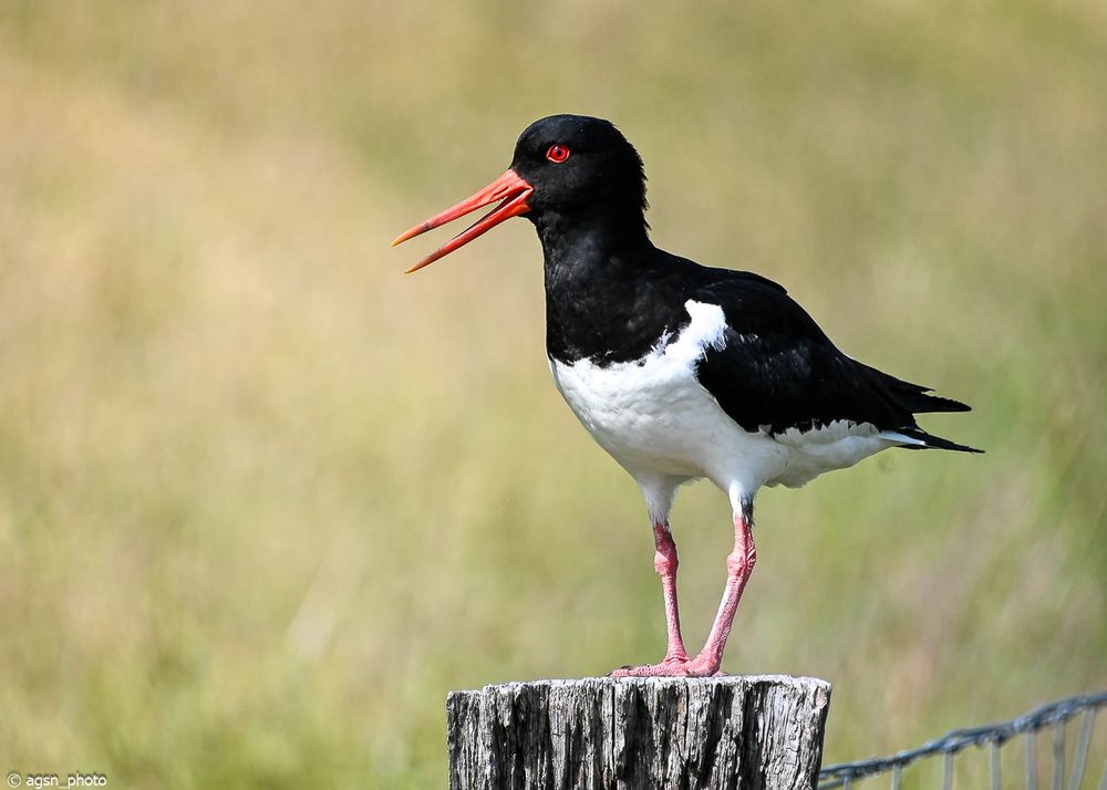 Schwarz-weißer Austernfischer mit rotem Schnabel und roten Beinen steht auf einem Holzpfahl vor unscharf grünem Hintergrund. /
Black-and-white oystercatcher with red beak and legs standing on a wooden post against a blurred green background.
