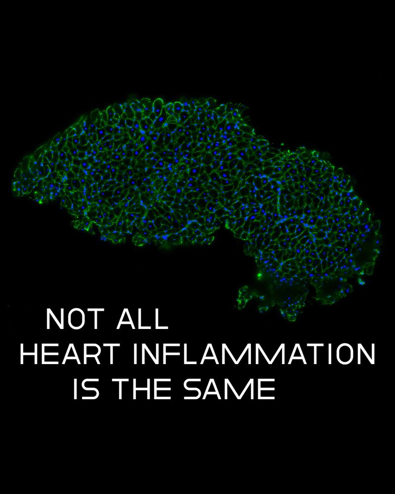 Microscopic image of heart cells glowing green and blue, with the caption "Not all heart inflammation is the same" written in white letters across the bottom of the graphic.