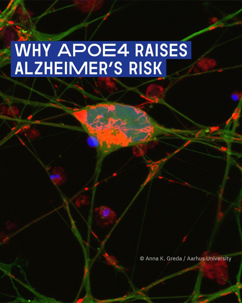 Scientific image with text overlay: The image shows a fluorescent microscopy photo with branching green, red, and blue structures on a black background. In the upper left, white sans-serif text in a dark blue box reads, “WHY APOE4 RAISES ALZHEIMER’S RISK.” A small credit in white at the lower right reads, “© Anna K. Greda / Aarhus University.”