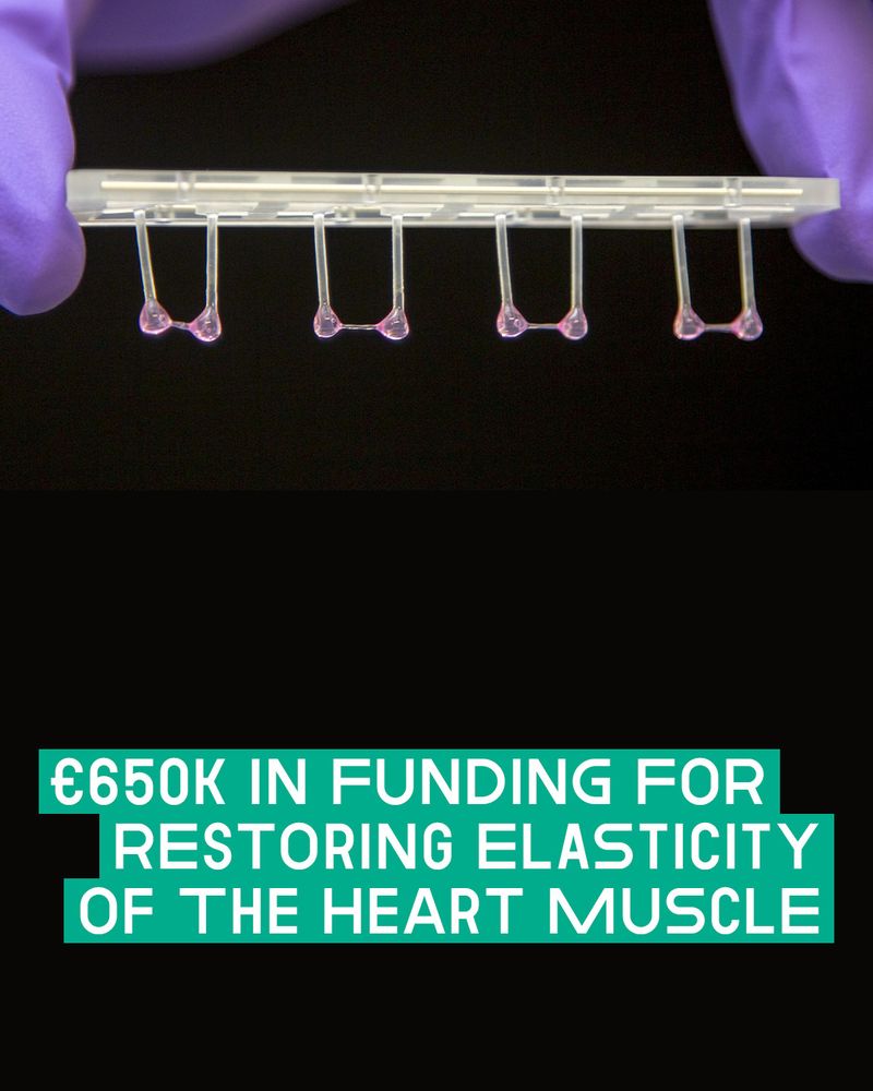 Photo with text overlay: The image shows a close-up of gloved hands holding a small lab device with flexible, Y-shaped structures hanging from it, against a black background. At the bottom, bold white sans-serif text appears in teal text boxes and reads, “€650K IN FUNDING FOR RESTORING ELASTICITY OF THE HEART MUSCLE.”