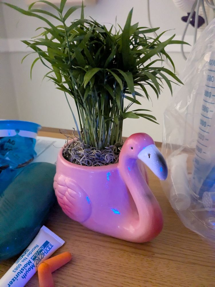 Picture of a potted plant in a planter shaped like a pink flamingo 