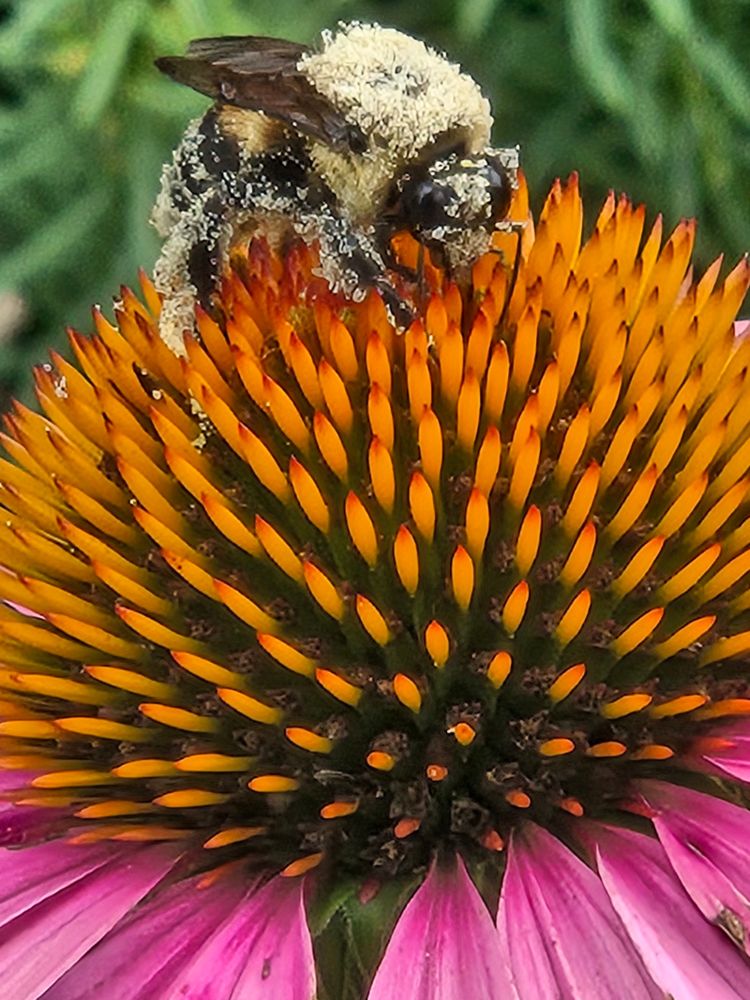 A bumblebee coated in speckles of pollen atop the orange cone of a blooming purple coneflower