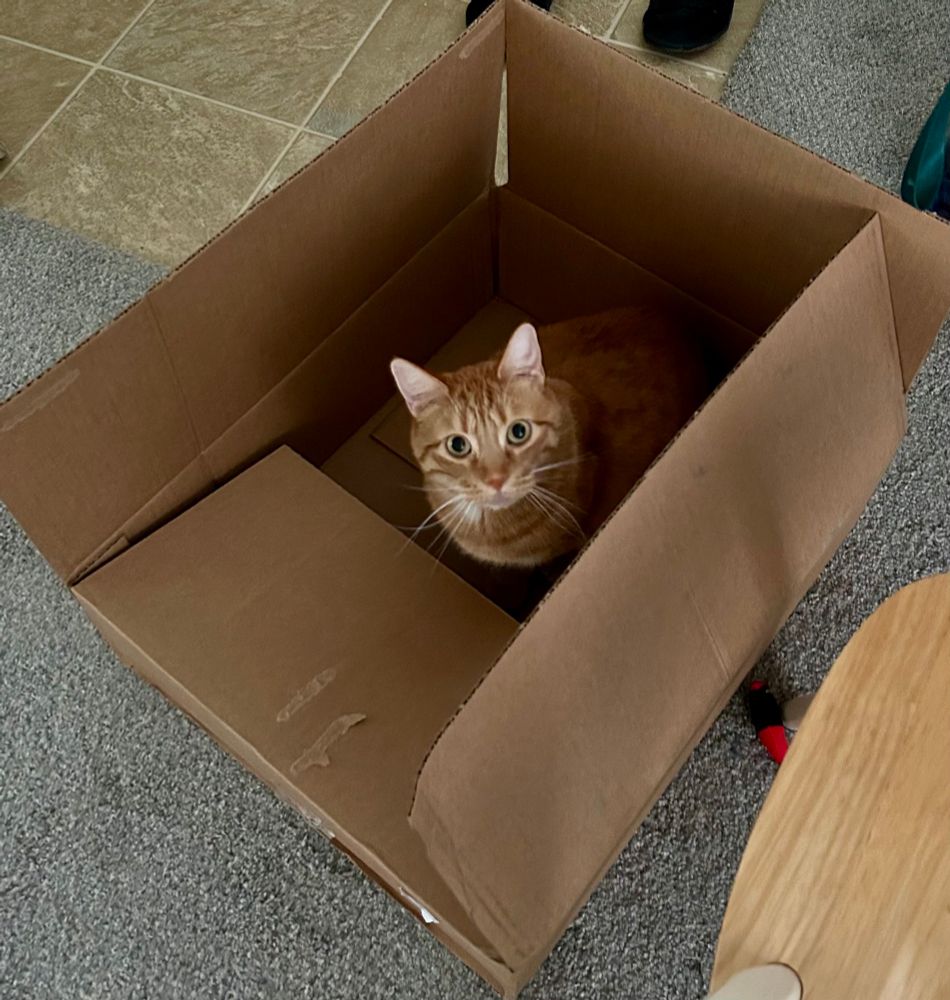 Small orange tabby cat sitting in cardboard box 