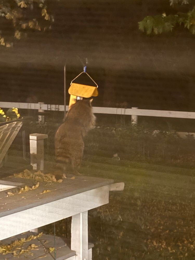 A creative raccoon eating from a yellow bird feeder.