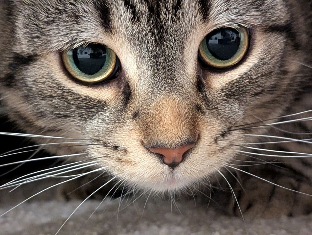 face of a tabby cat, with gray fur and dark stripes