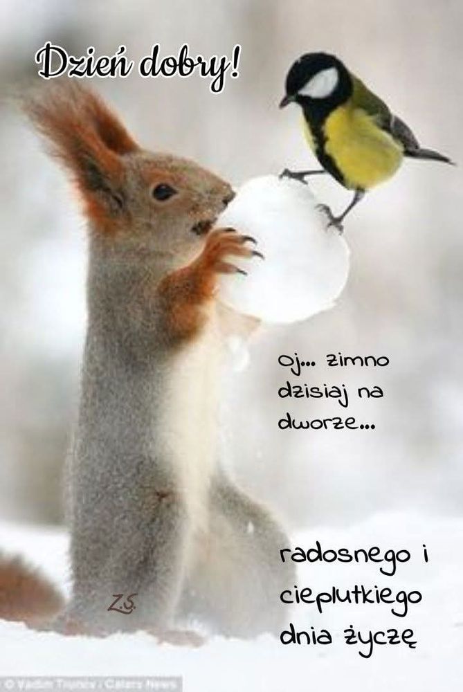 Sqiurrel and small bird