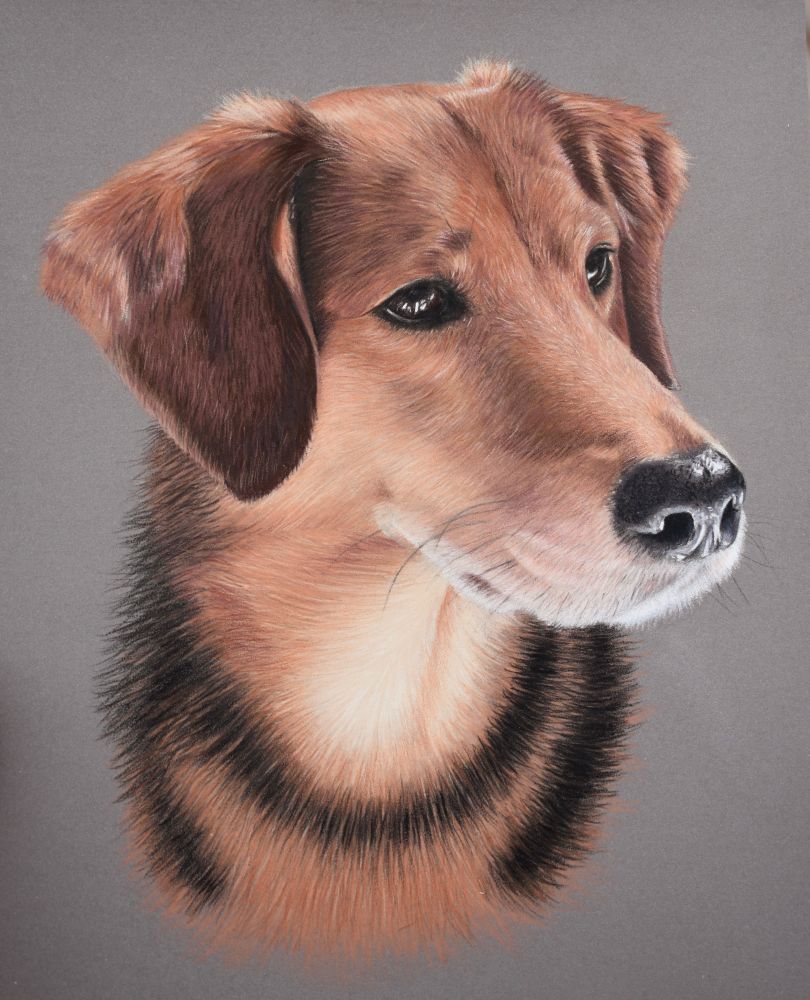 A colored pencil drawing of a dog. The dog has warm brown fur, with a black nose and a ring of black fur around the neck.
