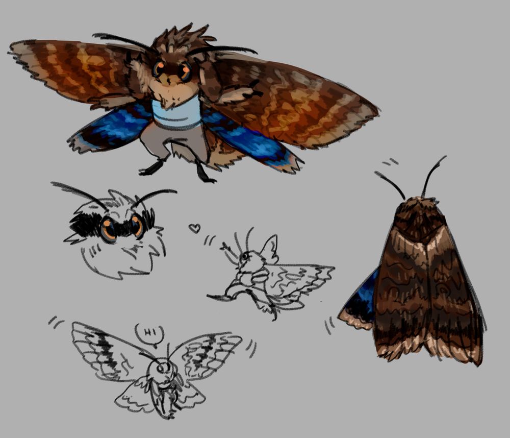 an assortment of sletches of a very vivid little furry moth with browns and two beautiful intense blue underwings, wearing a little sky blue shirt and grey pants